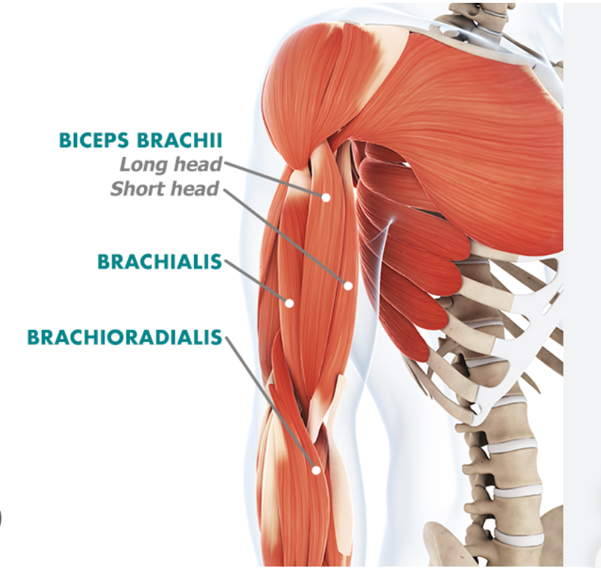 biceps anatomy 