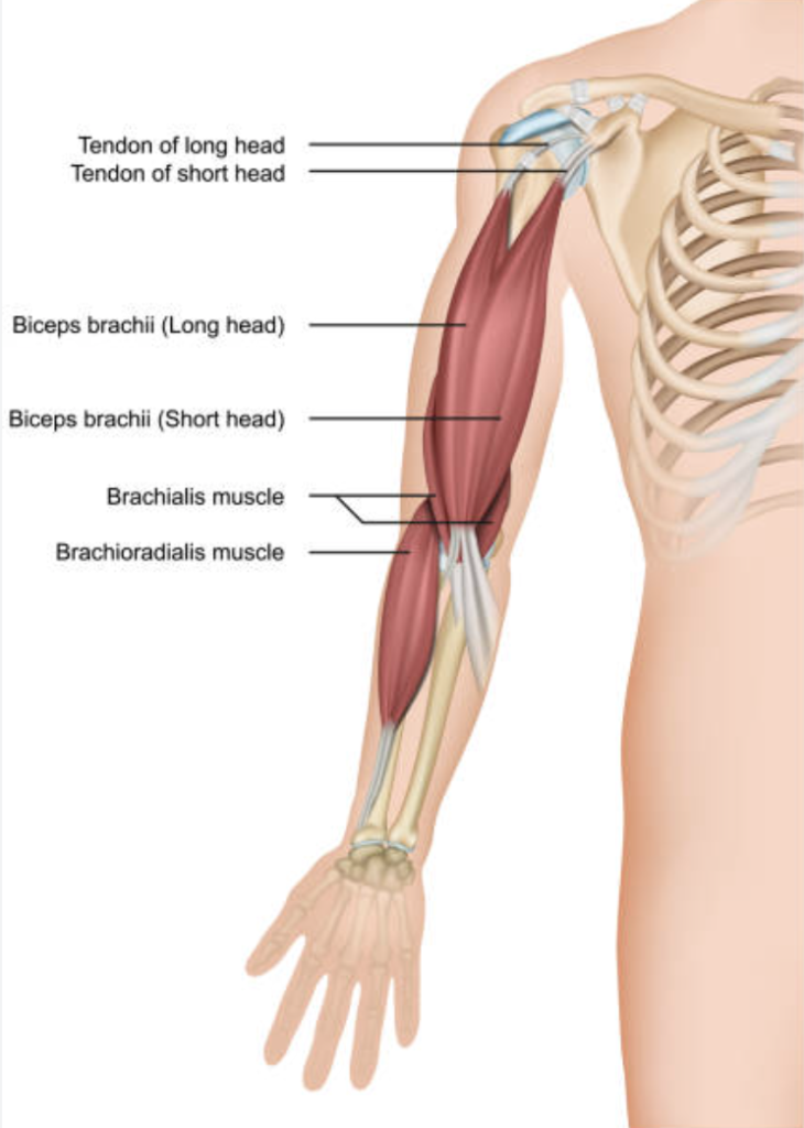 biceps anatomy 